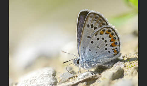 Argus-Bläuling (Plebeius argus)