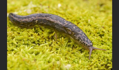 Großer Schnegel (Limax maximus)