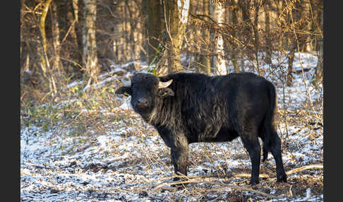 Wasserbüffel (Bubalus arnee)