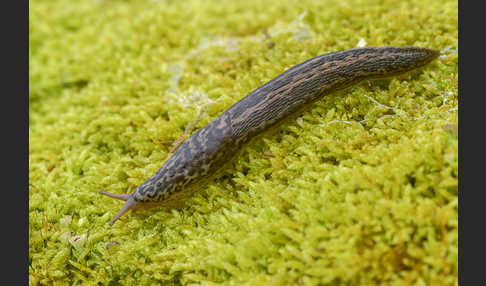 Großer Schnegel (Limax maximus)