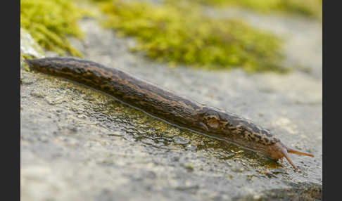 Großer Schnegel (Limax maximus)