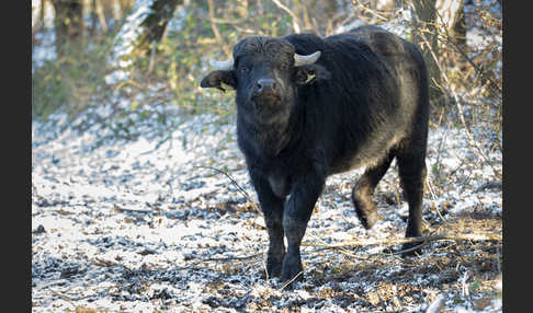 Wasserbüffel (Bubalus arnee)