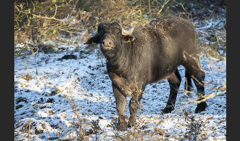 Wasserbüffel (Bubalus arnee)