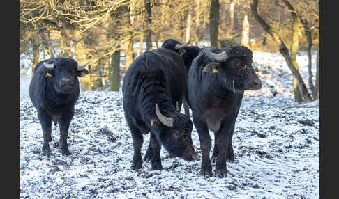 Wasserbüffel (Bubalus arnee)