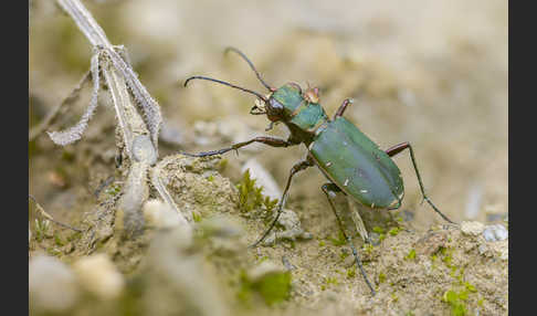 Feld-Sandlaufkäfer (Cicindela campestris)