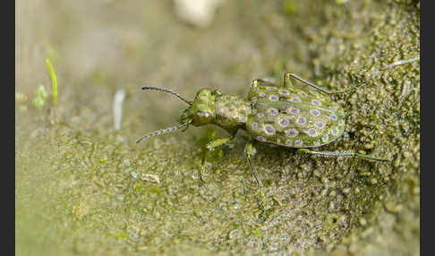 Kleiner Uferläufer (Elaphrus riparius)