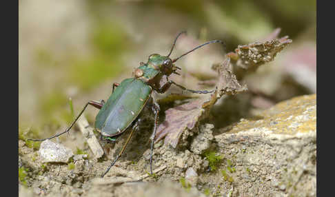 Feld-Sandlaufkäfer (Cicindela campestris)