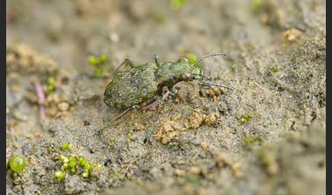 Kleiner Uferläufer (Elaphrus riparius)