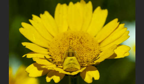 Gehöckerte Krabbenspinne (Thomisus  onustus)