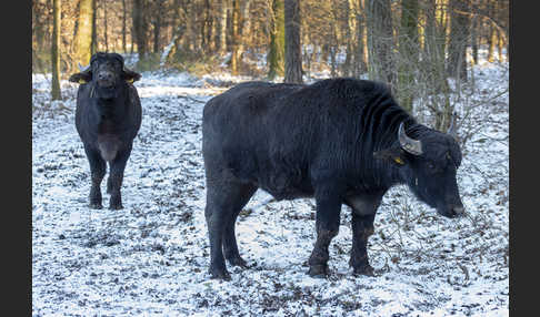 Wasserbüffel (Bubalus arnee)