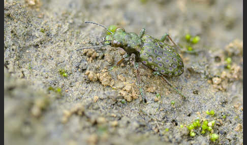 Kleiner Uferläufer (Elaphrus riparius)