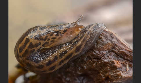 Großer Schnegel (Limax maximus)