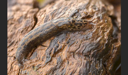 Großer Schnegel (Limax maximus)