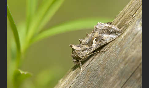 Gammaeule (Autographa gamma)