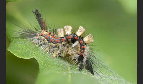 Schlehen-Bürstenspinner (Orgyia antiqua)