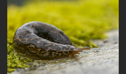 Großer Schnegel (Limax maximus)