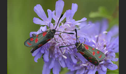 Esparsettenwidderchen (Zygaena carniolica)