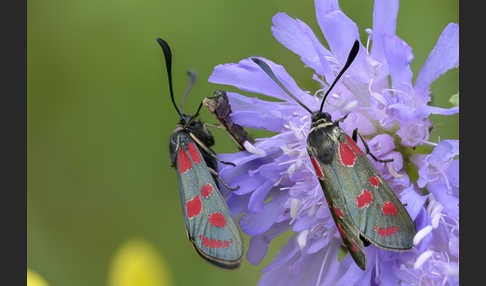 Esparsettenwidderchen (Zygaena carniolica)