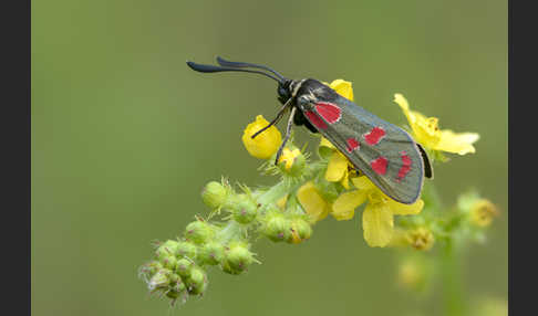 Esparsettenwidderchen (Zygaena carniolica)