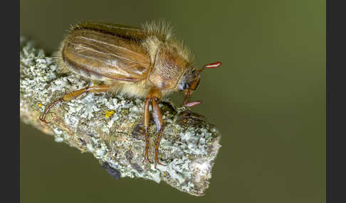 Gerippter Brachkäfer (Amphimallon solstitiale)