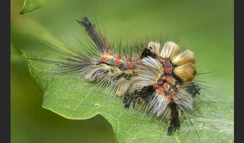 Schlehen-Bürstenspinner (Orgyia antiqua)