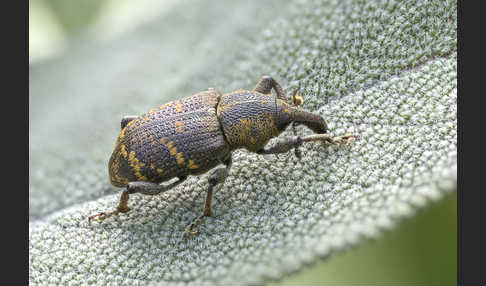 Großer Brauner Rüsselkäfer (Hylobius abietis)