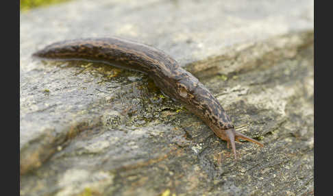 Großer Schnegel (Limax maximus)