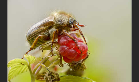 Gerippter Brachkäfer (Amphimallon solstitiale)