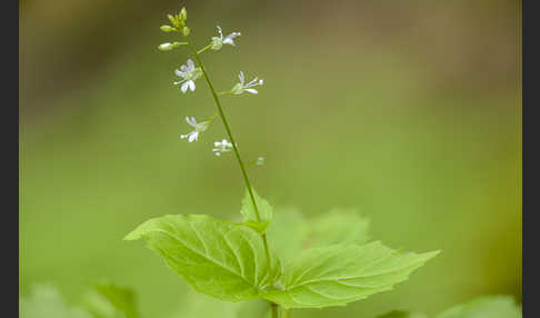 Mittleres Hexenkraut (Circaea x intermedia)