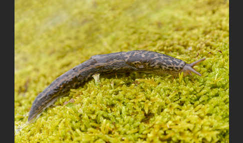 Großer Schnegel (Limax maximus)