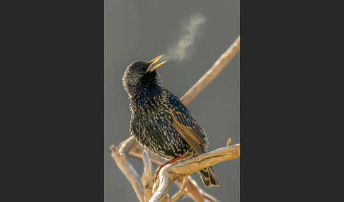 Star (Sturnus vulgaris)