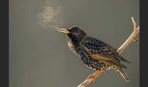 Star (Sturnus vulgaris)