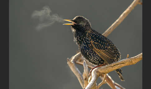 Star (Sturnus vulgaris)