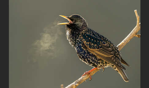 Star (Sturnus vulgaris)