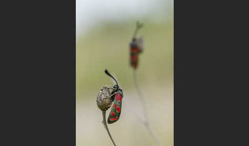 Esparsettenwidderchen (Zygaena carniolica)