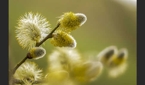 Sal-Weide (Salix caprea)