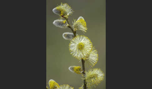 Sal-Weide (Salix caprea)