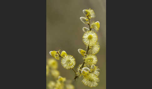 Sal-Weide (Salix caprea)