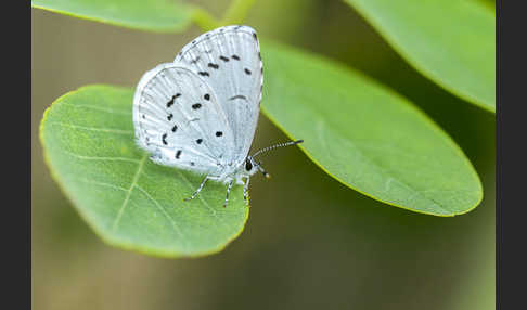 Faulbaumbläuling (Celastrina argiolus)