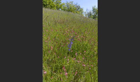 Saat-Esparsette (Onobrychis viciifolia)