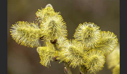 Sal-Weide (Salix caprea)