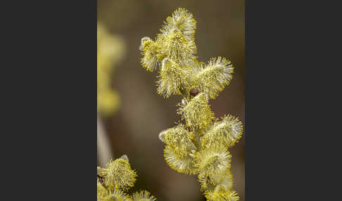 Sal-Weide (Salix caprea)