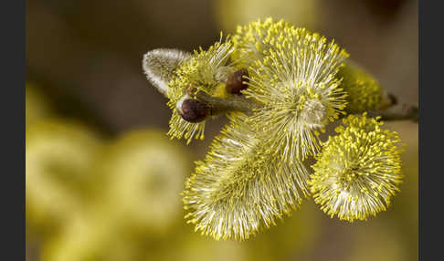 Sal-Weide (Salix caprea)