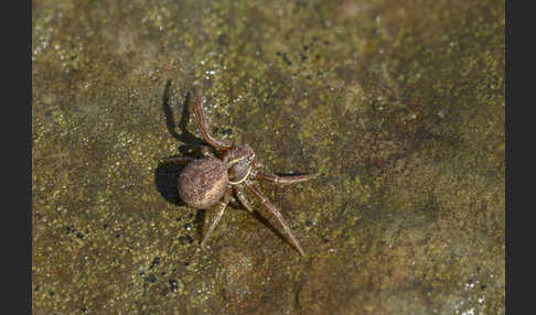 Krabbenspinne spec. 2 (Xysticus spec.)