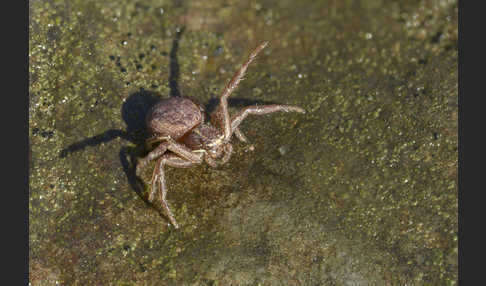 Krabbenspinne spec. 2 (Xysticus spec.)
