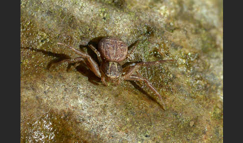 Krabbenspinne spec. 2 (Xysticus spec.)