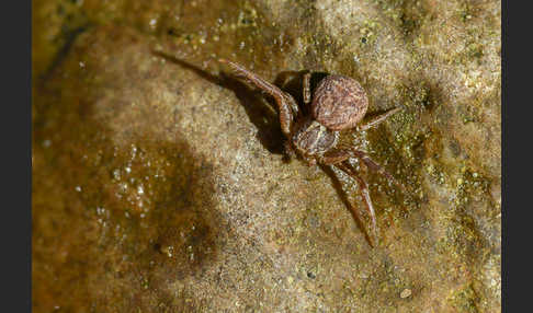 Krabbenspinne spec. 2 (Xysticus spec.)