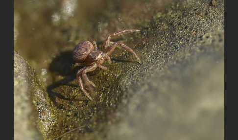 Krabbenspinne spec. 2 (Xysticus spec.)