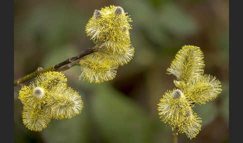 Sal-Weide (Salix caprea)