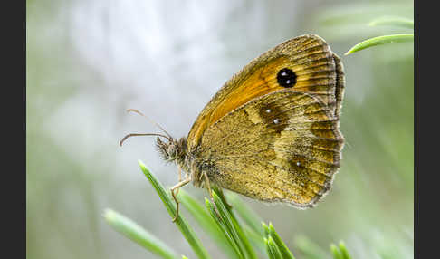 Rostbraunes Ochsenauge (Pyronia tithonus)